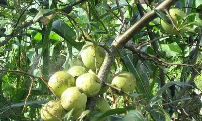 Planting Papaya to Bring Vitality to Your Doorstep (Planting Techniques, Care Methods, and Harvest Experience Sharing) 3