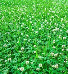 Clover Care Secrets (Tips for Creating Lush and Abundant Flowers) 1