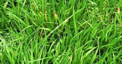 Clover Care Secrets (Tips for Creating Lush and Abundant Flowers) 2