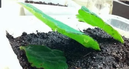 Clover Care Secrets (Tips for Creating Lush and Abundant Flowers) 3