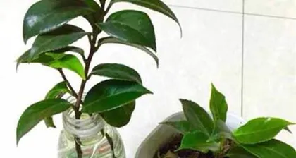 How to Properly Pot and Care for Marigolds (Unveiling the secrets of marigold potting and care) 2