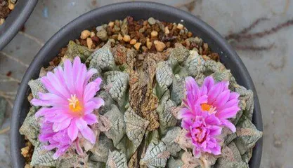How to Properly Pot and Care for Marigolds (Unveiling the secrets of marigold potting and care) 3