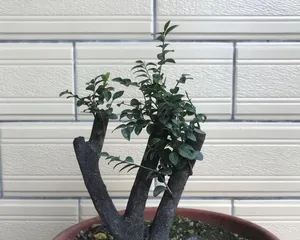冬季盆景浇水注意事项（盆景冬季怎么浇水？冬季盆景保护要点分享！）1