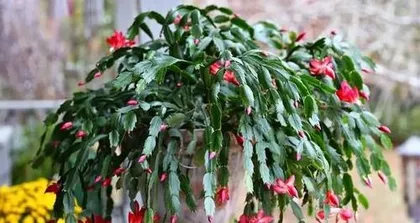 Toxicity and Indoor Care of Crab Cactus (Understand the Toxicity of Crab Cactus to Enjoy Its Beauty Safely) 1