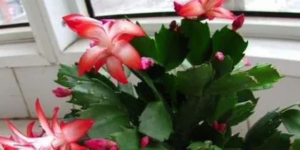 Toxicity and Indoor Care of Crab Cactus (Understand the Toxicity of Crab Cactus to Enjoy Its Beauty Safely) 2