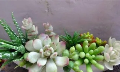 冬季盆景浇水注意事项（盆景冬季怎么浇水？冬季盆景保护要点分享！）2