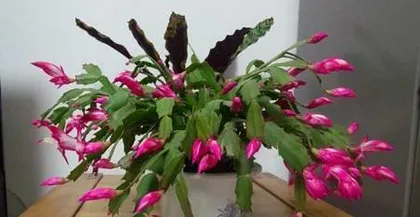 Toxicity and Indoor Care of Crab Cactus (Understand the Toxicity of Crab Cactus to Enjoy Its Beauty Safely) 3