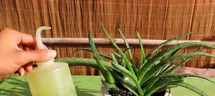 冬季盆景浇水注意事项（盆景冬季怎么浇水？冬季盆景保护要点分享！）3