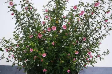 Hibiscus Home Care (Learn how to care for this beautiful flower and let it bloom in your home) 1