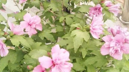 Hibiscus Home Care (Learn how to care for this beautiful flower and let it bloom in your home) 2