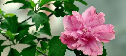 Hibiscus Home Care (Learn how to care for this beautiful flower and let it bloom in your home) 3