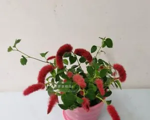 Red Spider Plant