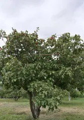 Planting and Caring for Hawthorn Trees (Bringing Natural Vitality to Your Yard) 1