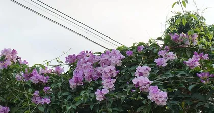 Flowering and Care Guide for Garlic Vine (Exploring the Flowering Period, Unveiling its Blooming Secrets and Care Tips)1
