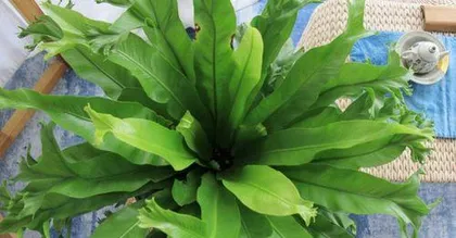 A Guide to Hydroponic Care for Bird