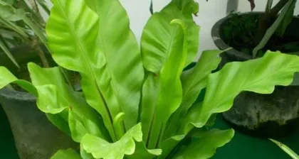A Guide to Hydroponic Care for Bird