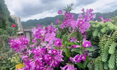 Flowering and Care Guide for Garlic Vine (Exploring the Flowering Period, Unveiling its Blooming Secrets and Care Tips)2
