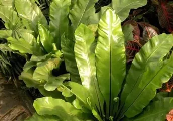A Guide to Hydroponic Care for Bird