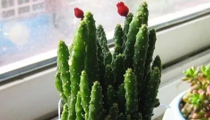 如何养护珊瑚棒开出美丽的花朵（珊瑚棒的养护技巧，让花开美丽绽放）1