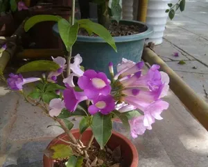 Flowering and Care Guide for Garlic Vine (Exploring the Flowering Period, Unveiling its Blooming Secrets and Care Tips)3