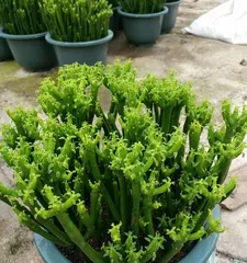 如何养护珊瑚棒开出美丽的花朵（珊瑚棒的养护技巧，让花开美丽绽放）2
