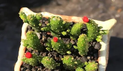 如何养护珊瑚棒开出美丽的花朵（珊瑚棒的养护技巧，让花开美丽绽放）3