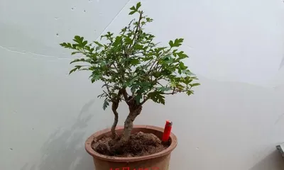 Hawthorn Bonsai Care Tips (Little Tips for Creating a Beautiful Garden) 1
