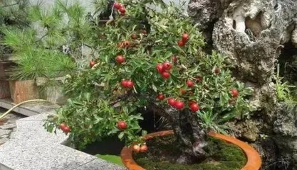 Hawthorn Bonsai Care Tips (Little Tips for Creating a Beautiful Garden) 2