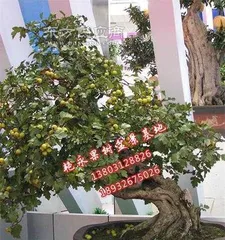 Hawthorn Bonsai Care Tips (Little Tips for Creating a Beautiful Garden) 3