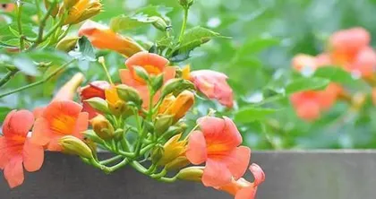 Winter Hardy - Recommendations for Outdoor Winter Flowers (15 Varieties and Care Methods) 1