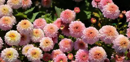 Winter Hardy - Recommendations for Outdoor Winter Flowers (15 Varieties and Care Methods) 2