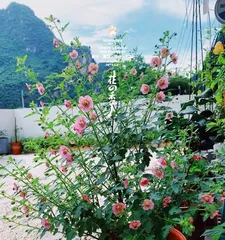 How to Care for Hibiscus at Home (From Planting to Propagation, Helping You Become a Professional Plant Care Expert) 1