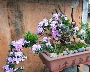 Winter Hardy - Recommendations for Outdoor Winter Flowers (15 Varieties and Care Methods) 3