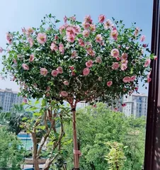 How to Care for Hibiscus at Home (From Planting to Propagation, Helping You Become a Professional Plant Care Expert) 2