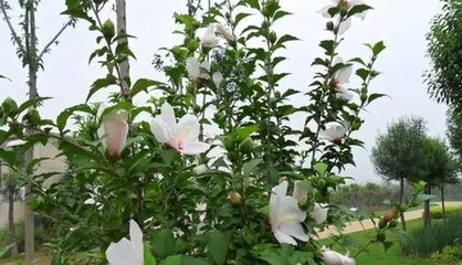 How to Care for Hibiscus at Home (From Planting to Propagation, Helping You Become a Professional Plant Care Expert) 3
