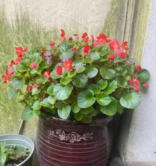Wax Begonia Indoor Care Guide (Toxicity and Precautions) 1