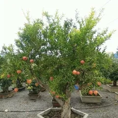 Potted Pomegranate Tree Cultivation and Care (From Selection to Harvest, The Perfect Presentation of a Worry-Free Potted Pomegranate Tree) 1