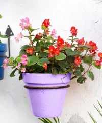 Wax Begonia Indoor Care Guide (Toxicity and Precautions) 2