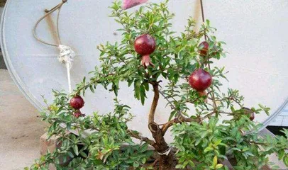 Potted Pomegranate Tree Cultivation and Care (From Selection to Harvest, The Perfect Presentation of a Worry-Free Potted Pomegranate Tree) 2