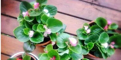 Wax Begonia Indoor Care Guide (Toxicity and Precautions) 3