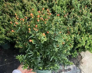 Potted Pomegranate Tree Cultivation and Care (From Selection to Harvest, The Perfect Presentation of a Worry-Free Potted Pomegranate Tree) 3