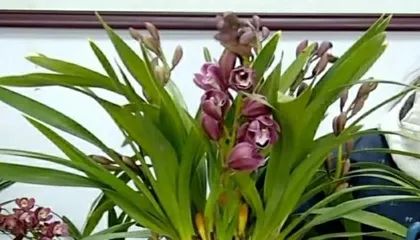 Are Orchid Cymbidium sinense poisonous? What should I pay attention to when keeping it indoors? (Learn about the toxicity and suitable environment of Orchid Cymbidium sinense to protect you and your family