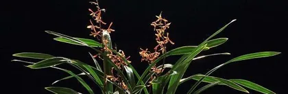 Are Orchid Cymbidium sinense poisonous? What should I pay attention to when keeping it indoors? (Learn about the toxicity and suitable environment of Orchid Cymbidium sinense to protect you and your family