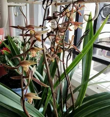 Are Orchid Cymbidium sinense poisonous? What should I pay attention to when keeping it indoors? (Learn about the toxicity and suitable environment of Orchid Cymbidium sinense to protect you and your family