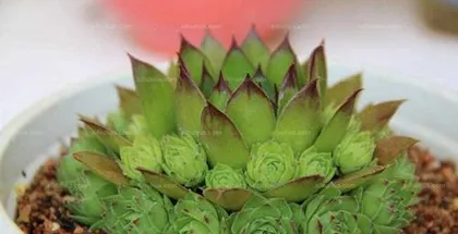 The Toxicity and Suitable Placement of Water Lilies (Understanding the Toxicity of Water Lilies, Choosing a Suitable Place for Cultivation)3