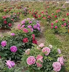 Peony (Planting Techniques, Care Methods, Beauty of Appreciation) 1
