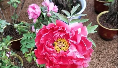 Peony (Planting Techniques, Care Methods, Beauty of Appreciation) 2