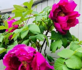 Peony (Planting Techniques, Care Methods, Beauty of Appreciation) 3