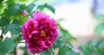 Complete Guide to Caring for Peonies in All Four Seasons (Understanding Watering Patterns in Spring, Summer, Autumn, and Winter to Keep Peonies Blooming and Thriving) 1