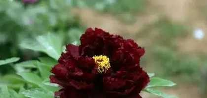 Complete Guide to Caring for Peonies in All Four Seasons (Understanding Watering Patterns in Spring, Summer, Autumn, and Winter to Keep Peonies Blooming and Thriving) 2
